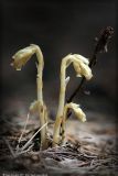 Hypopitys monotropa. Цветущие растения. Республика Татарстан, Дрожжановский р-н, окр. д. Шланга. 25.07.2007.