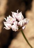 Allium oreoprasum. Соцветие. Кыргызстан, Нарынская обл., левый берег р. Нарын, окр. с. Кенеш, выход известняков. 08.06.2015.