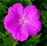 Geranium sanguineum