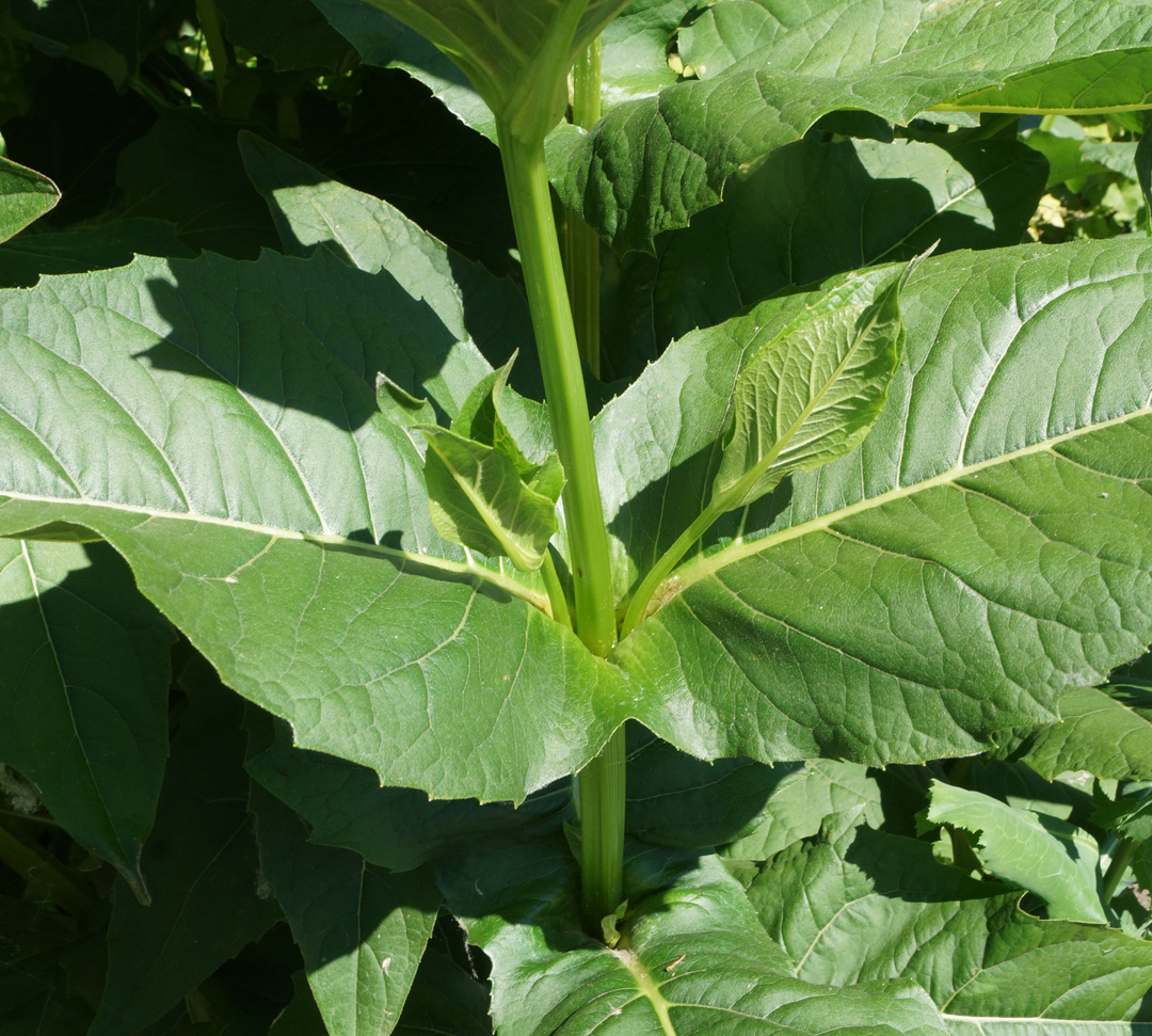 Image of Silphium perfoliatum specimen.