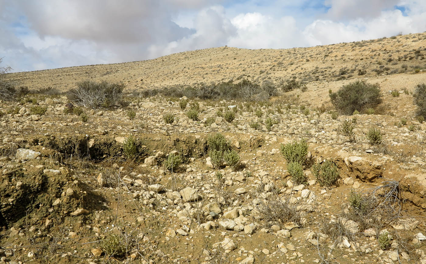 Image of Salsola inermis specimen.