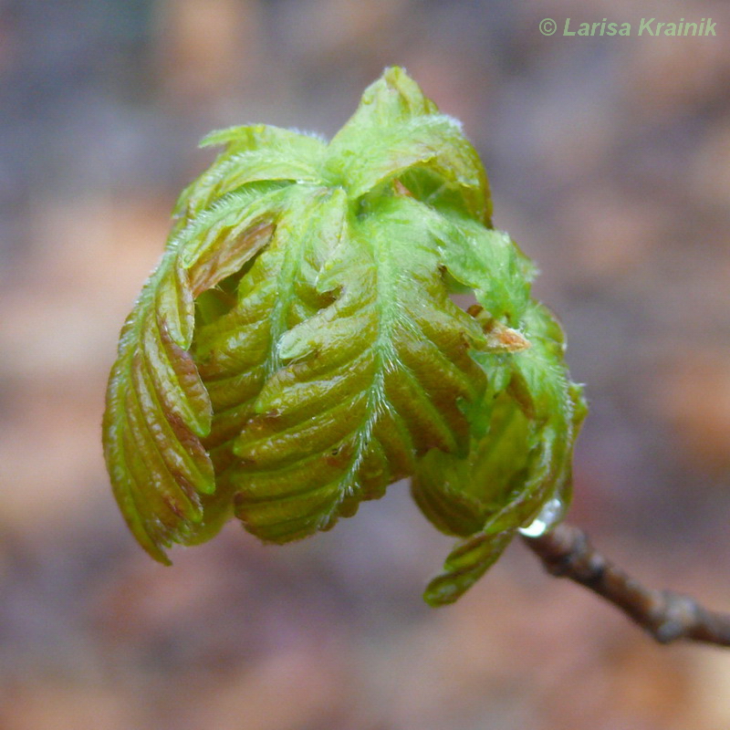 Изображение особи Quercus mongolica.