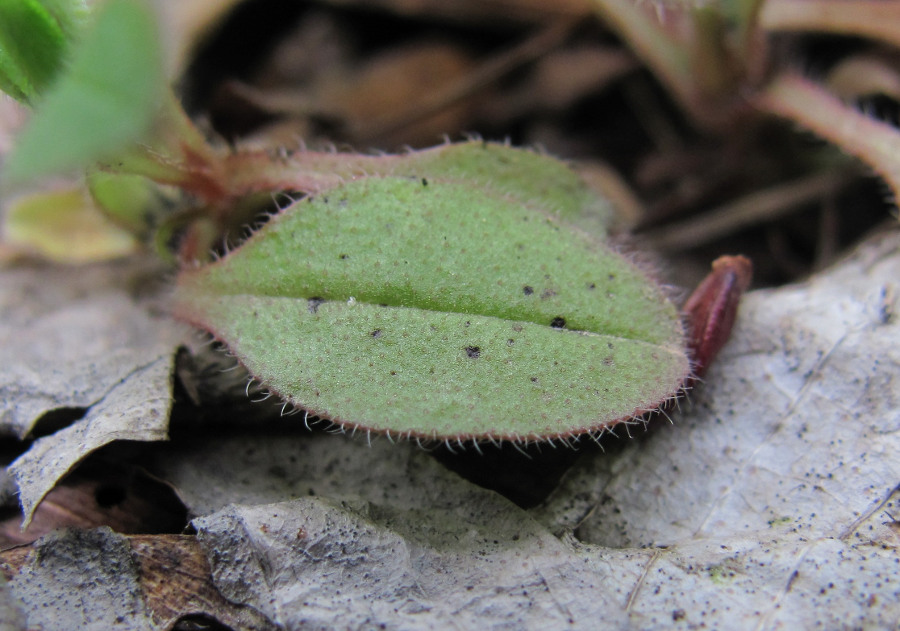 Image of Myosotis sparsiflora specimen.