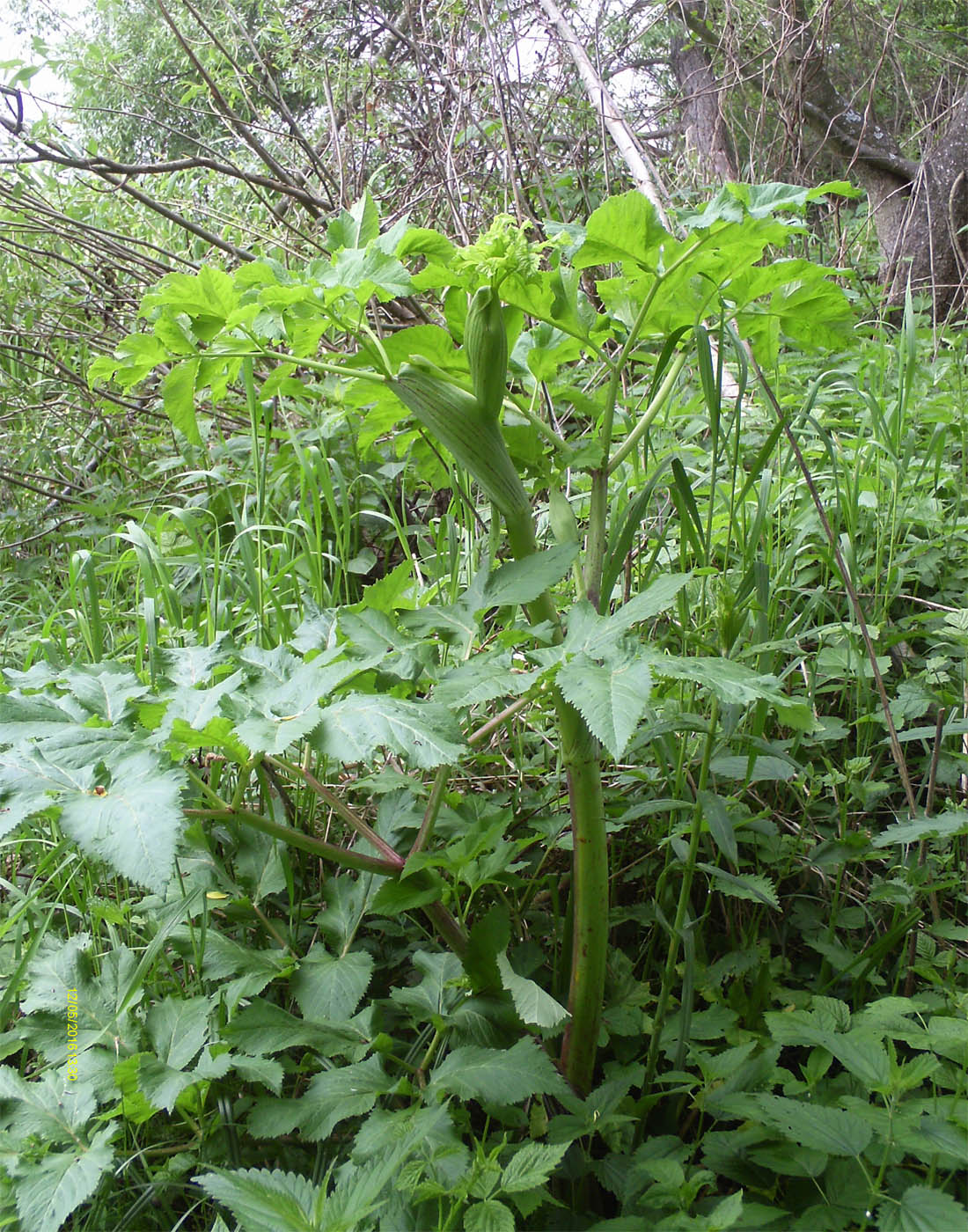 Image of Archangelica officinalis specimen.