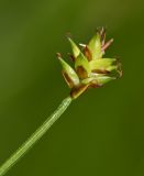 Carex capituliformis. Соплодие. Приморский край, окр. г. Владивостока, чернопихтово-широколиственный долинный лес. 18.05.2016.