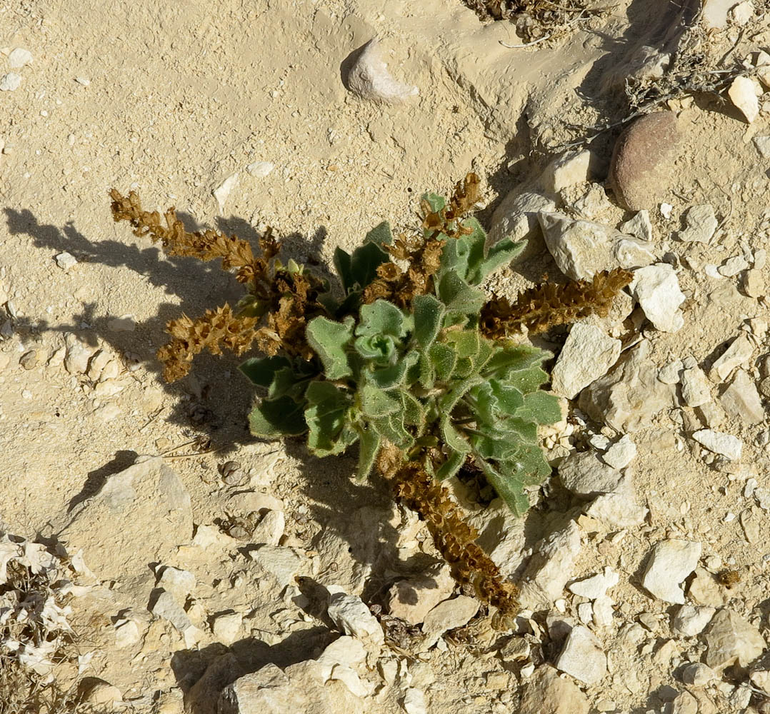 Image of Hyoscyamus desertorum  specimen.