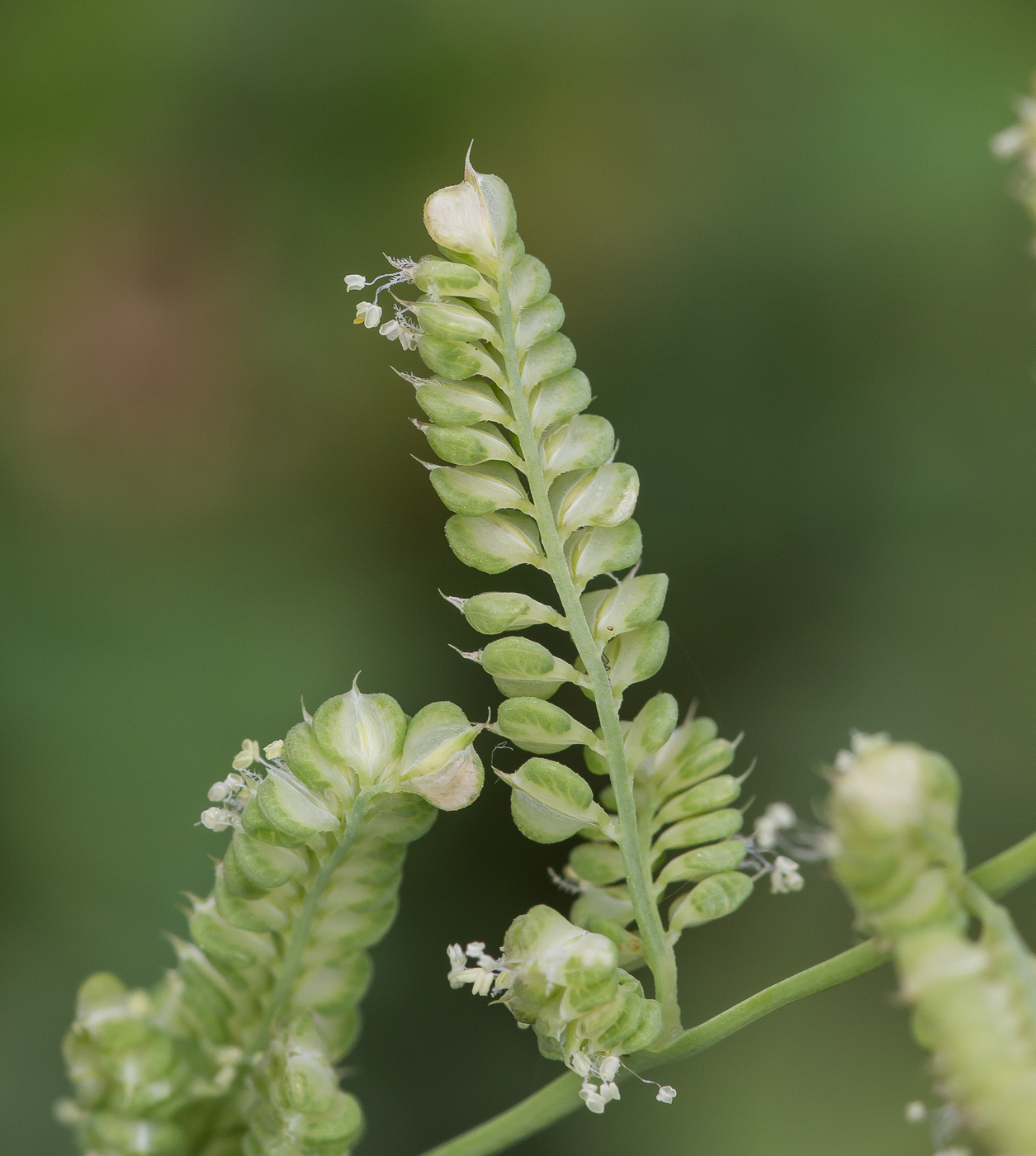 Image of Beckmannia syzigachne specimen.