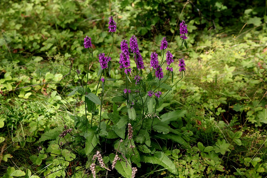 Image of Betonica officinalis specimen.