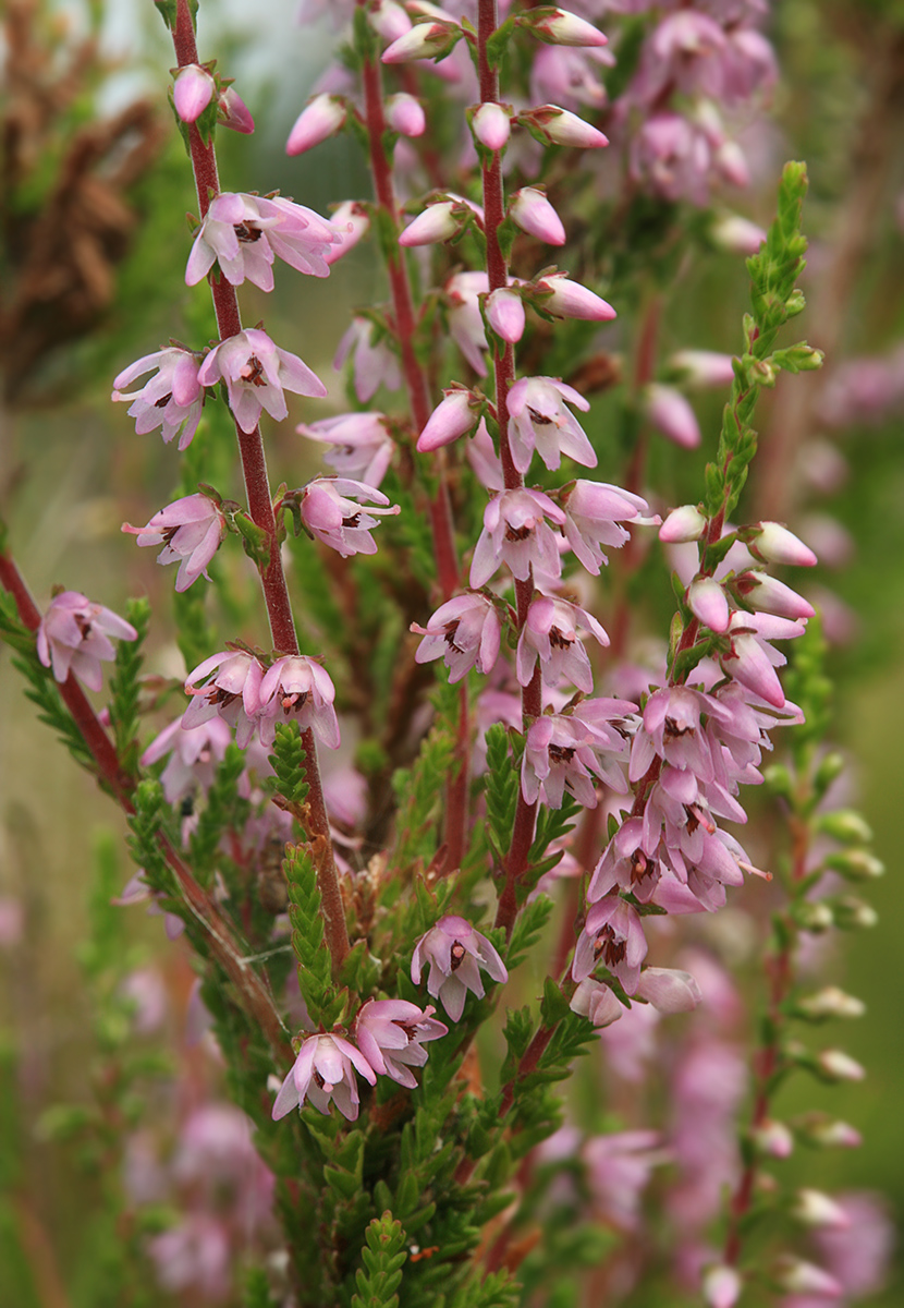 Image of Calluna vulgaris specimen.