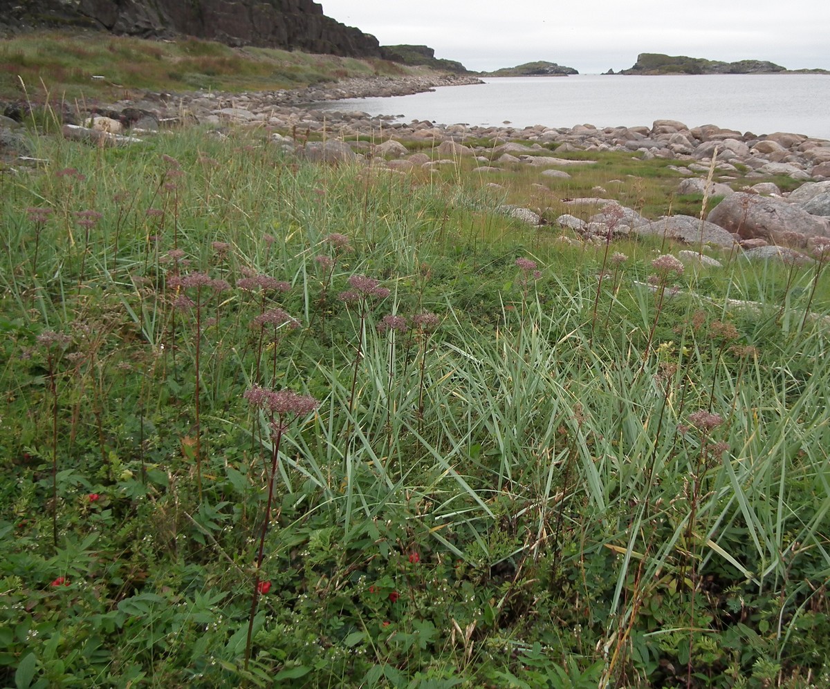 Image of Valeriana sambucifolia specimen.