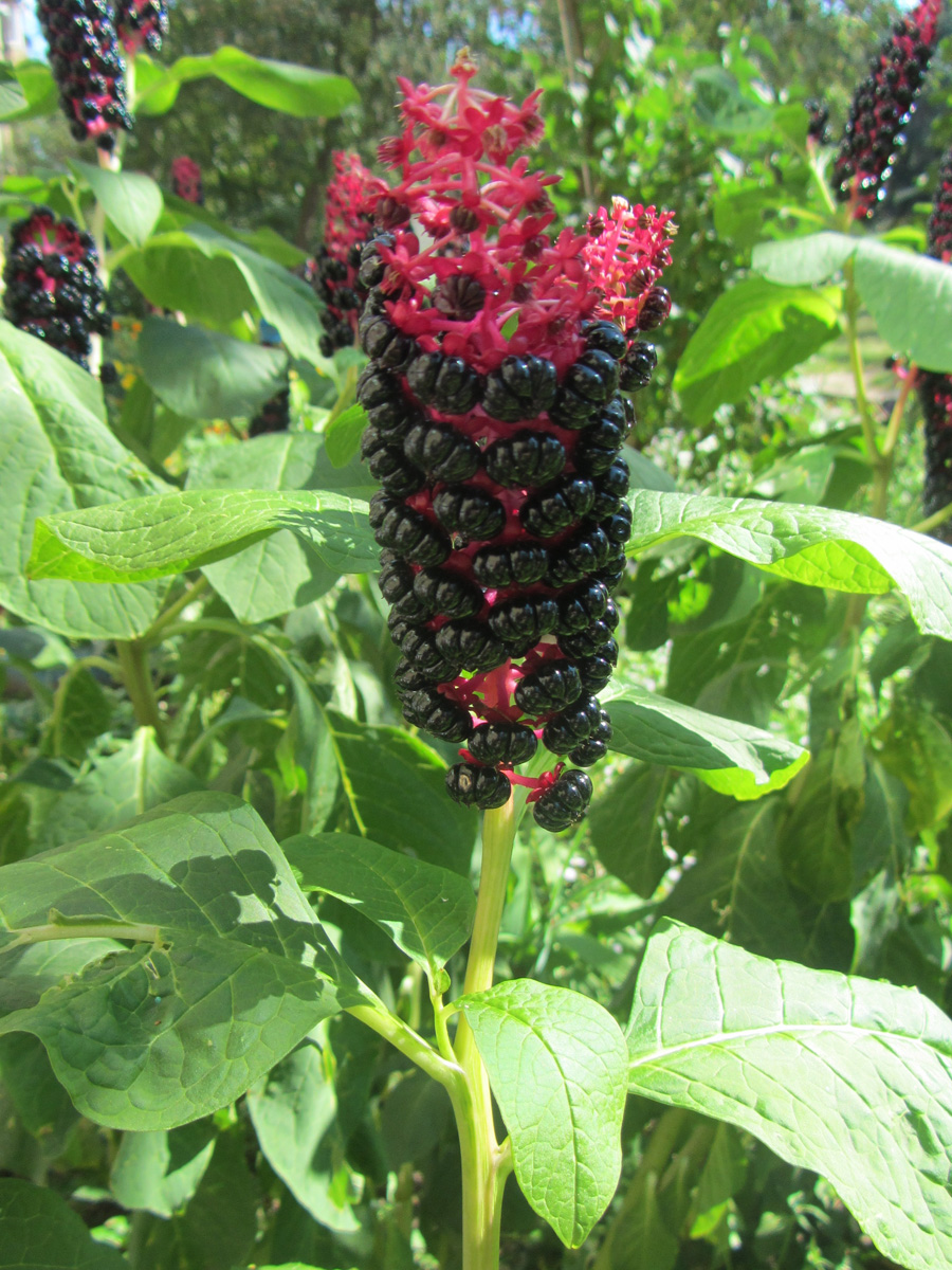 Image of Phytolacca acinosa specimen.