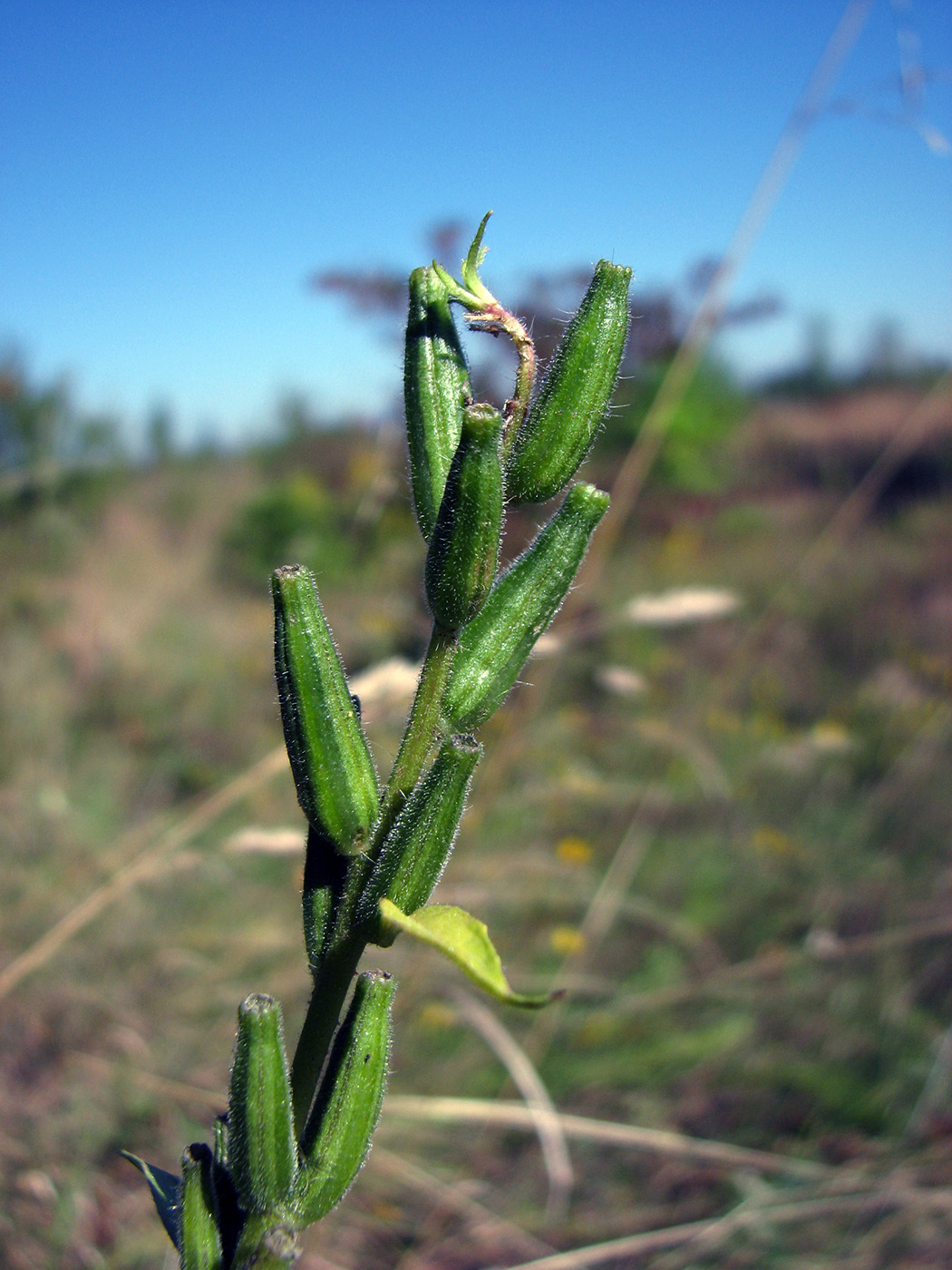 Image of genus Oenothera specimen.