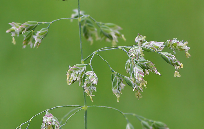 Изображение особи Poa pratensis.