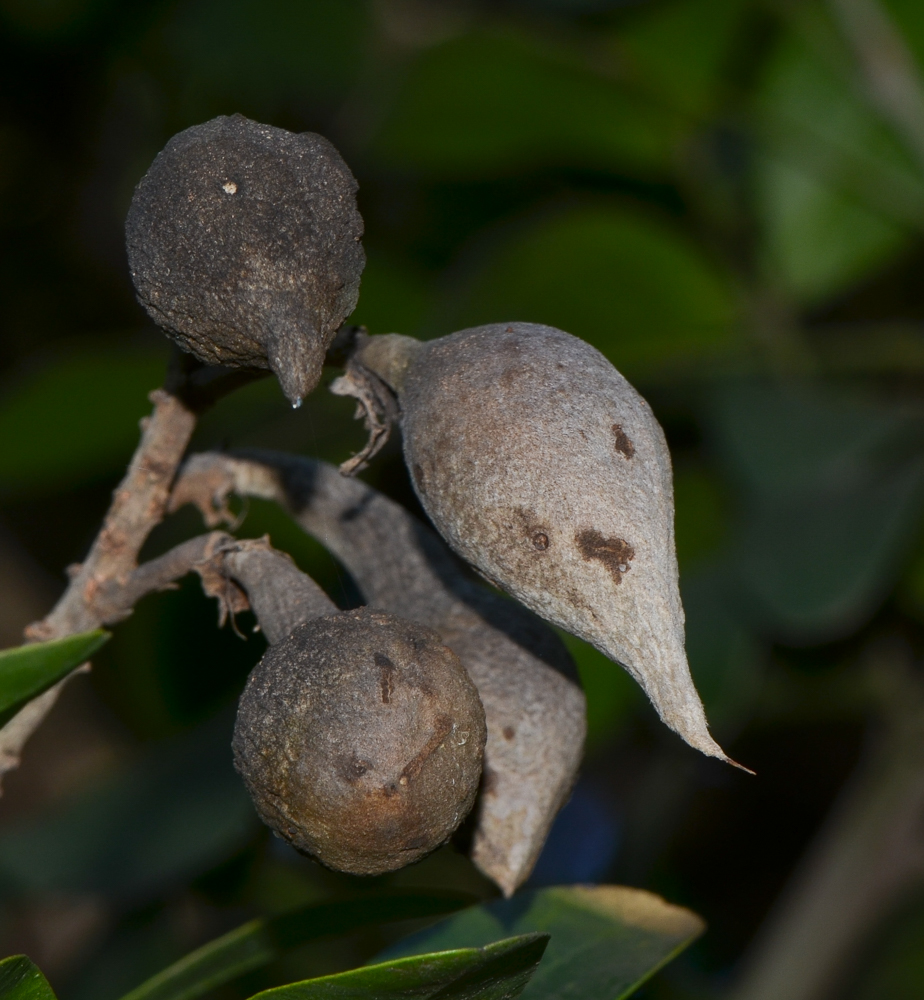 Изображение особи Sophora secundiflora.