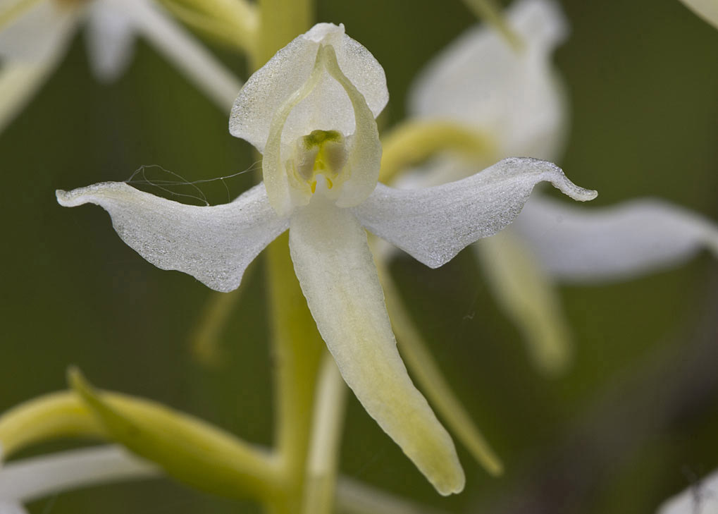 Image of Platanthera bifolia specimen.