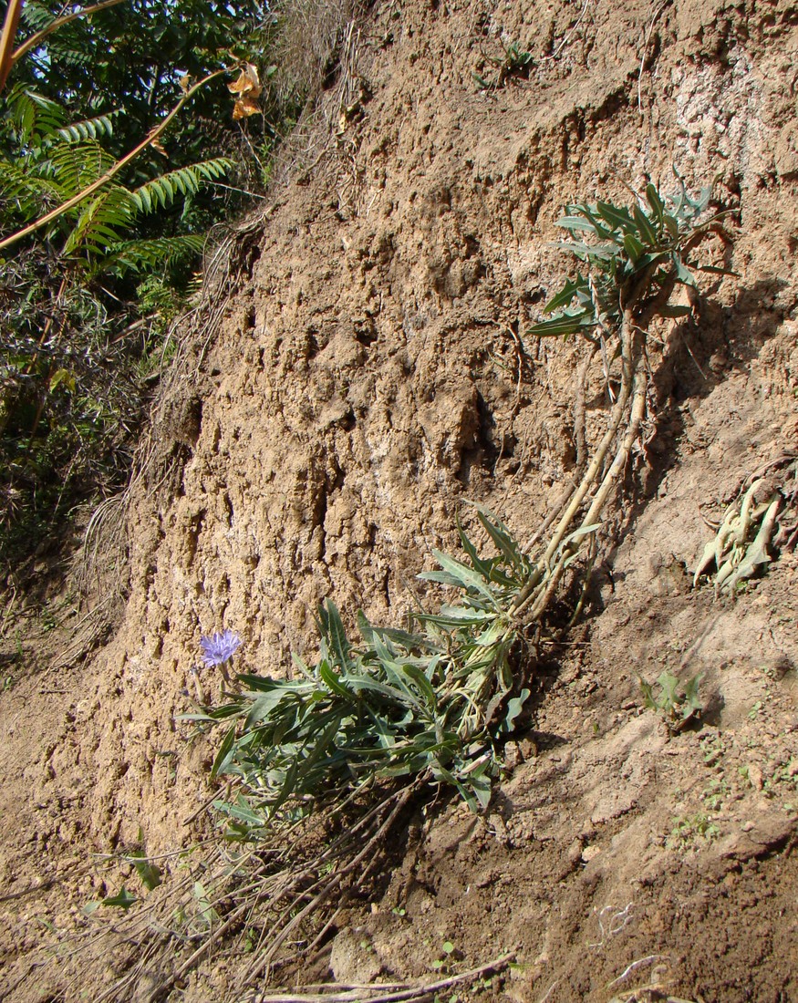 Image of Lactuca tatarica specimen.