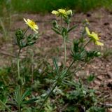 Potentilla argentea. Верхушка цветущего растения. Свердловская обл., окр. г. Североуральск, поляна на известняковой скале. 30.06.2007.