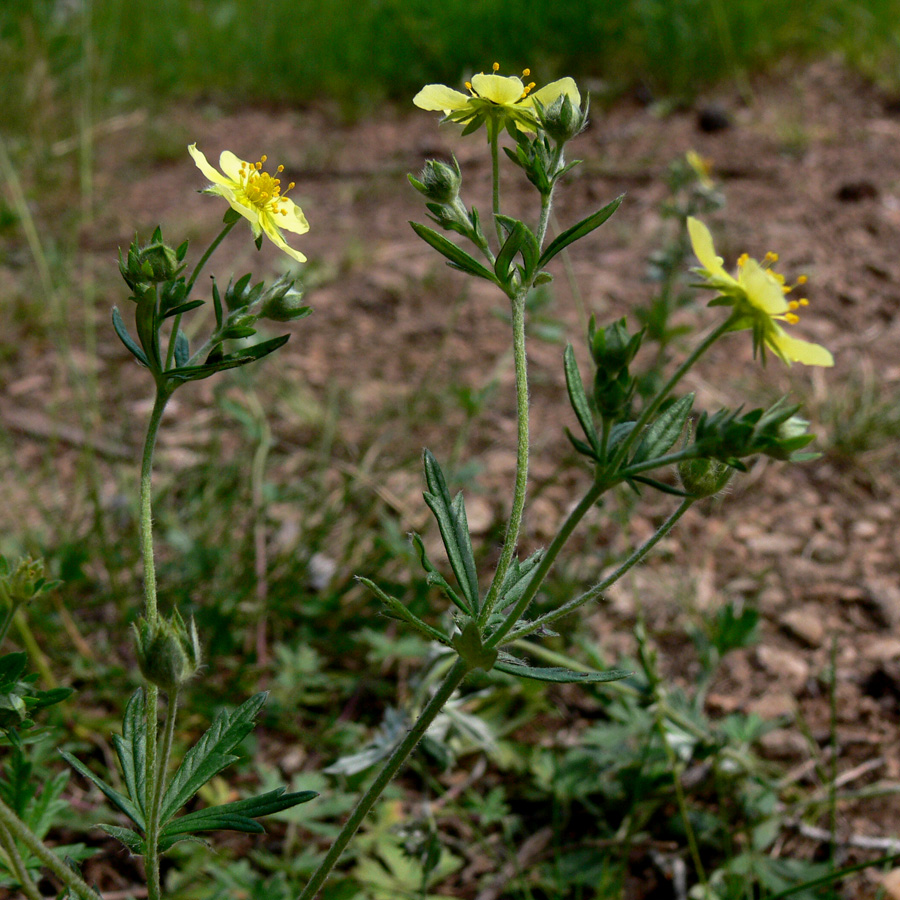 Image of Potentilla argentea specimen.