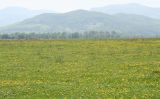 Taraxacum officinale