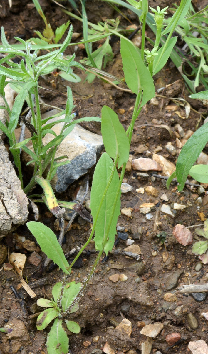 Изображение особи Acanthocephalus benthamianus.