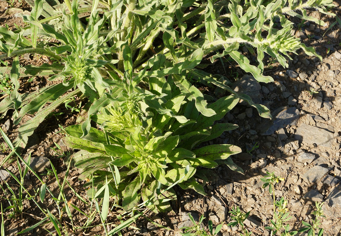 Изображение особи Echium vulgare.