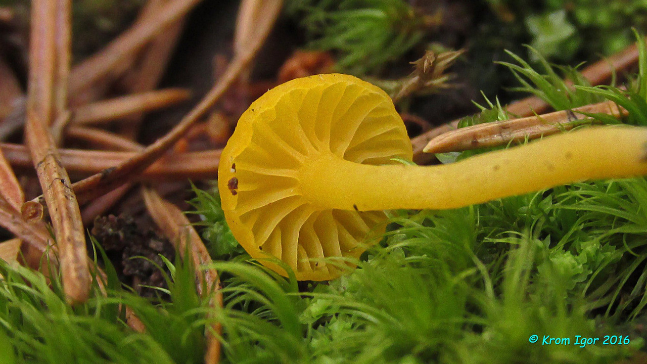 Image of Lichenomphalia alpina specimen.