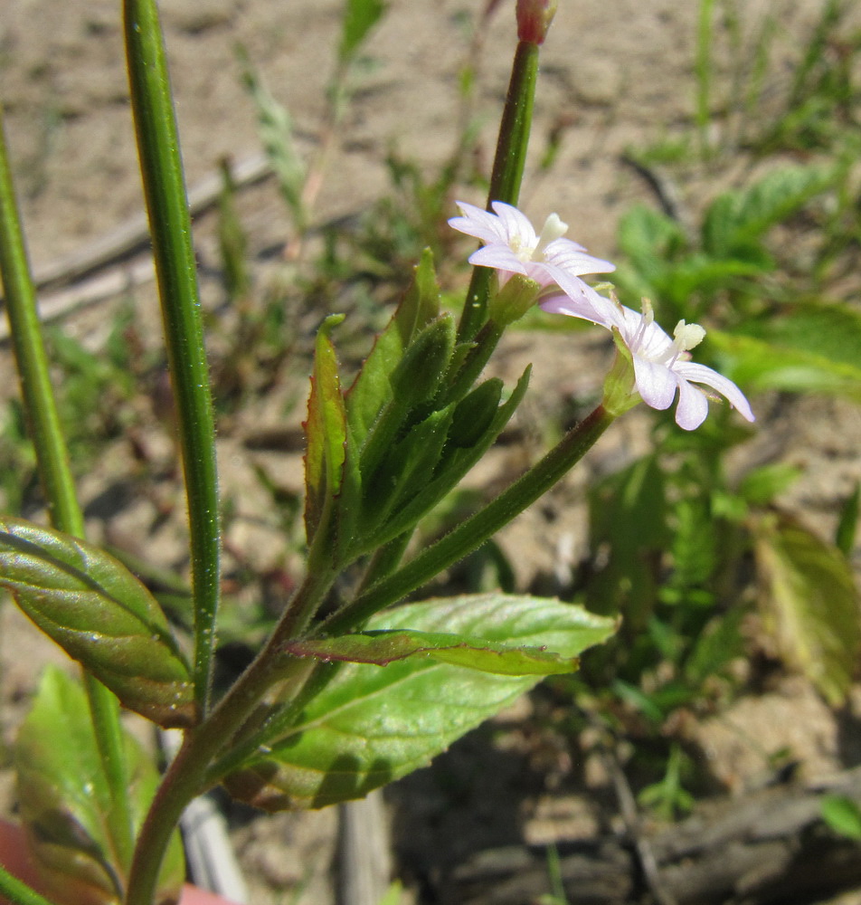 Image of Epilobium adenocaulon specimen.