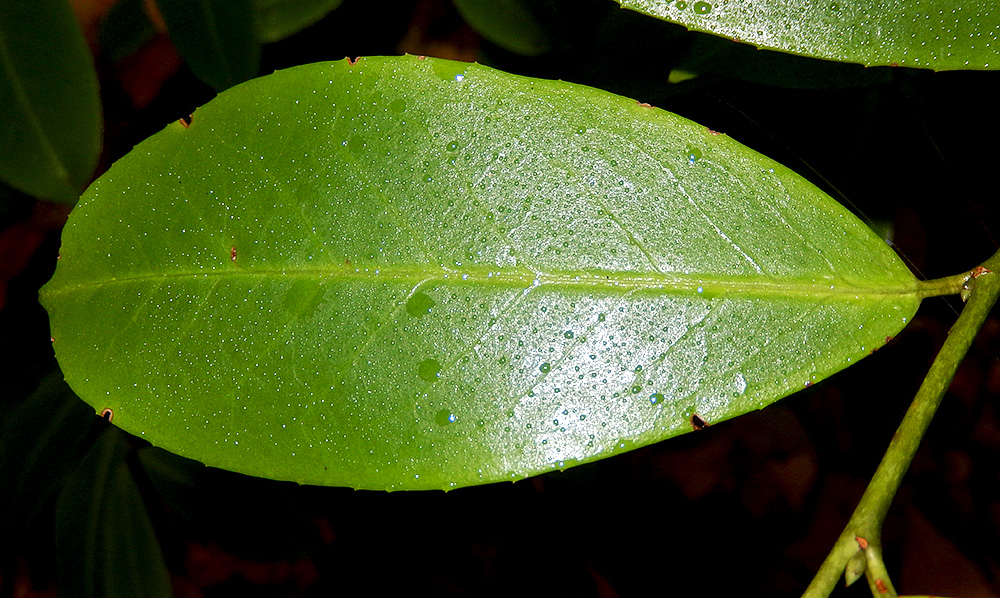 Image of Lauro-cerasus officinalis specimen.