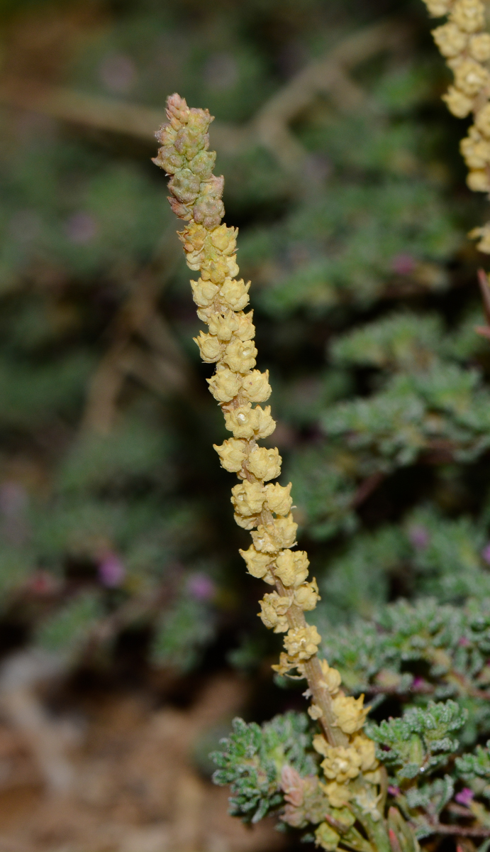 Изображение особи Oligomeris linifolia.