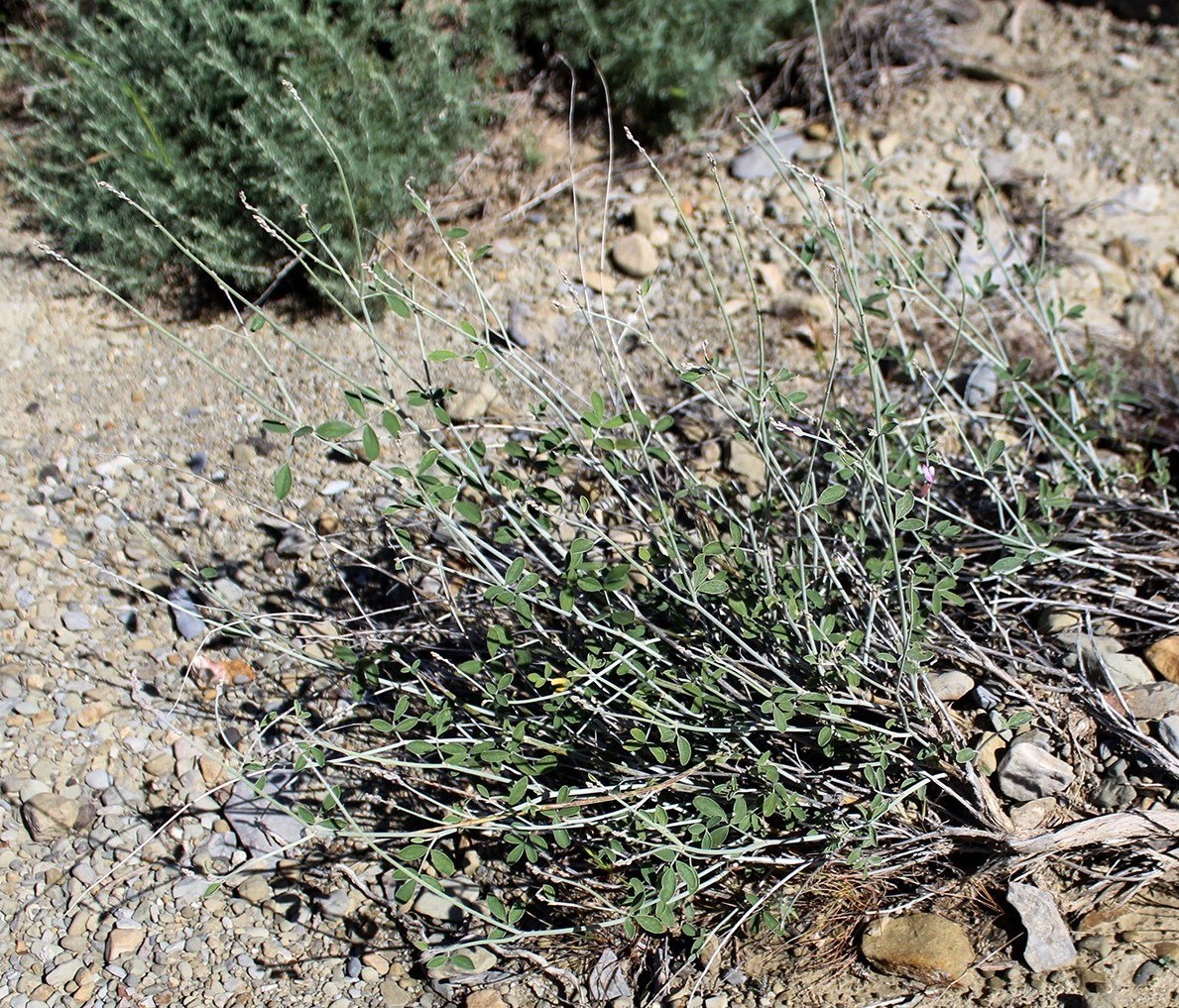 Image of genus Astragalus specimen.