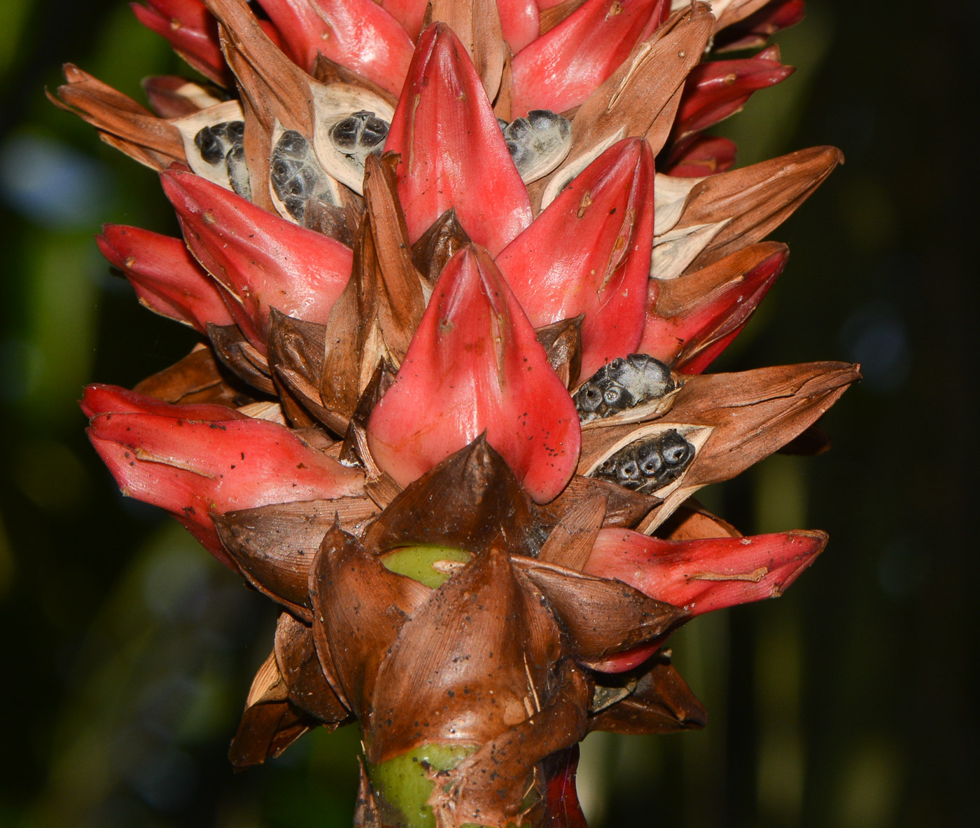 Image of Hellenia speciosa specimen.