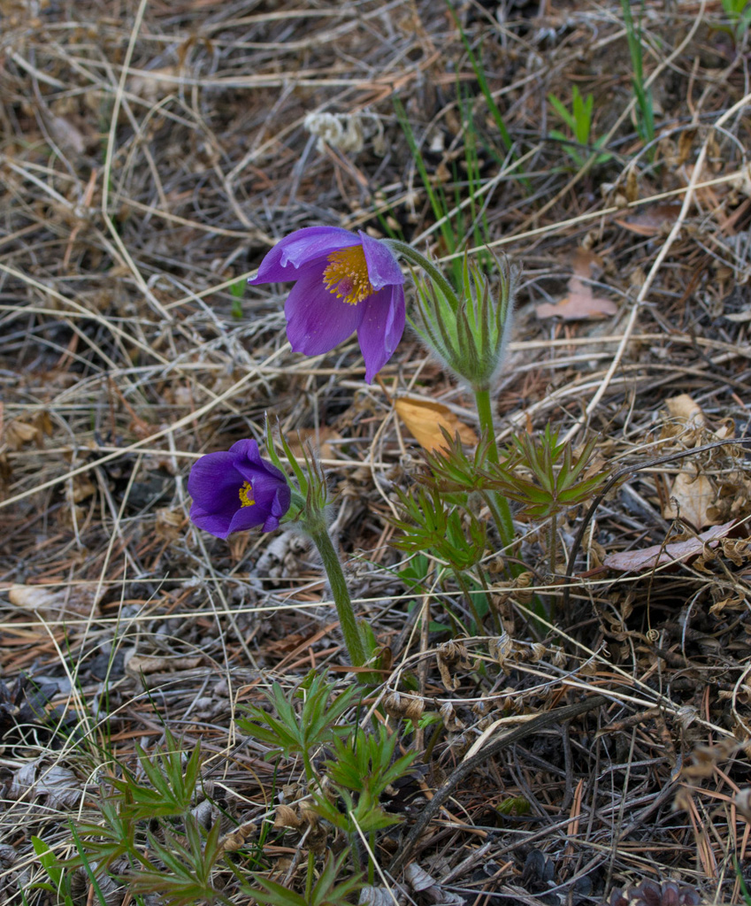 Image of Pulsatilla patens specimen.