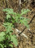 Verbena officinalis