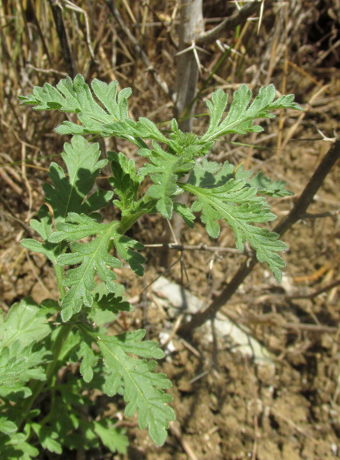 Изображение особи Verbena officinalis.