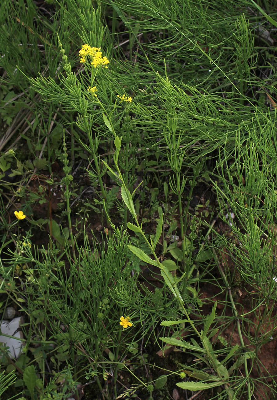 Image of Rorippa austriaca specimen.