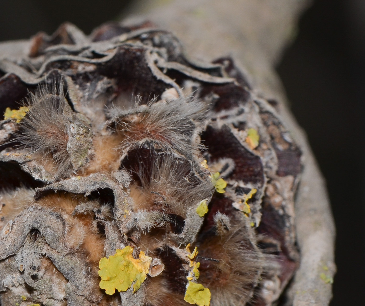 Image of Leucadendron galpinii specimen.