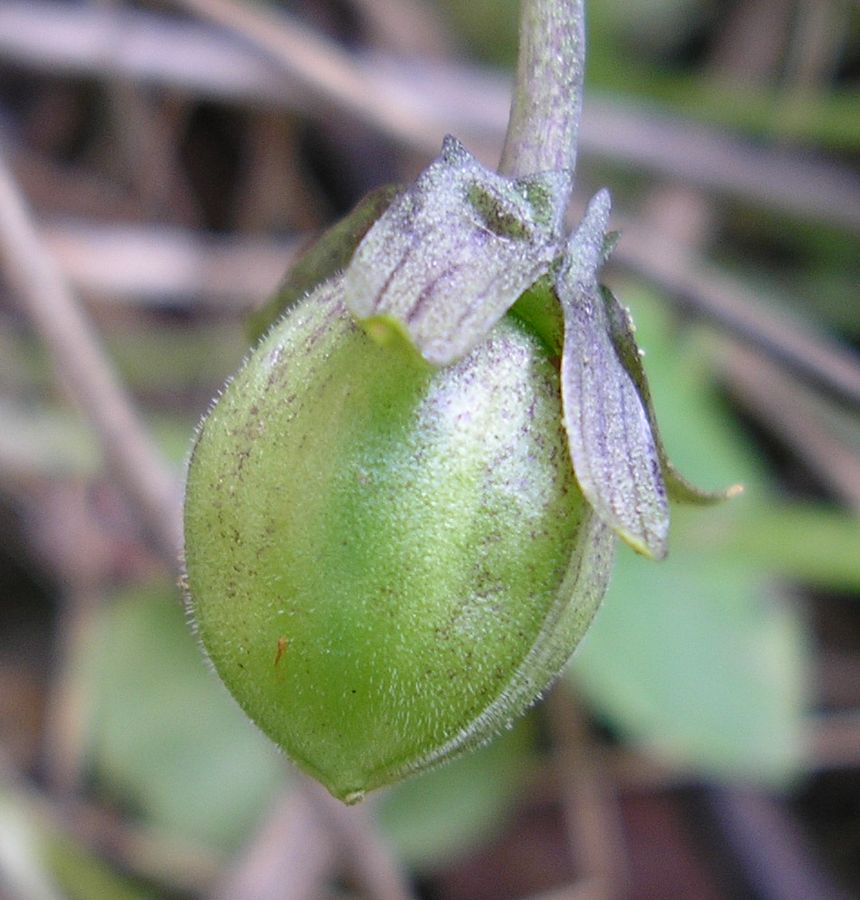 Image of Viola suavis specimen.