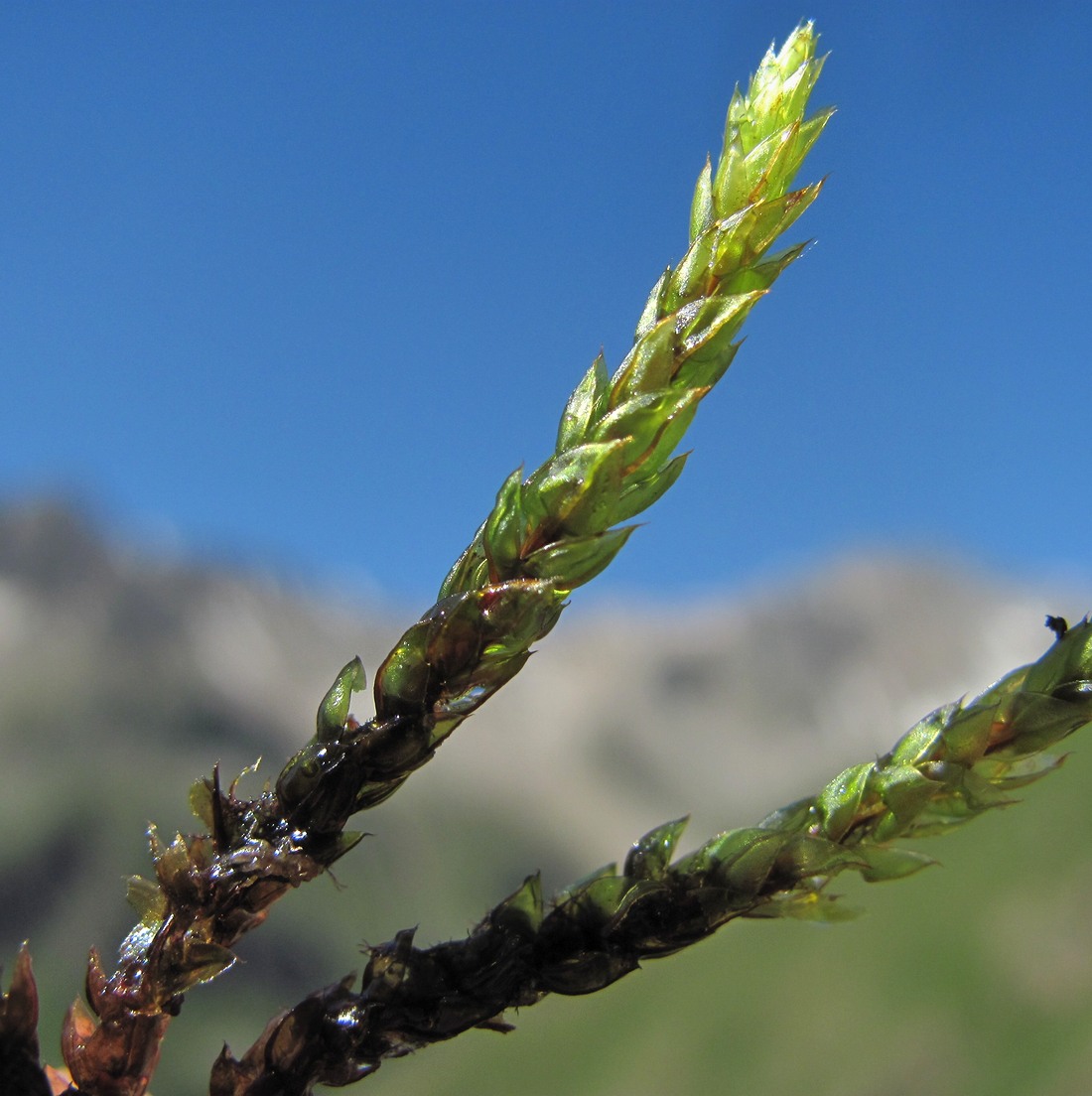 Изображение особи Bryum schleicheri.