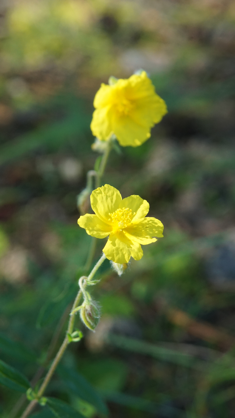 Изображение особи Helianthemum nummularium.