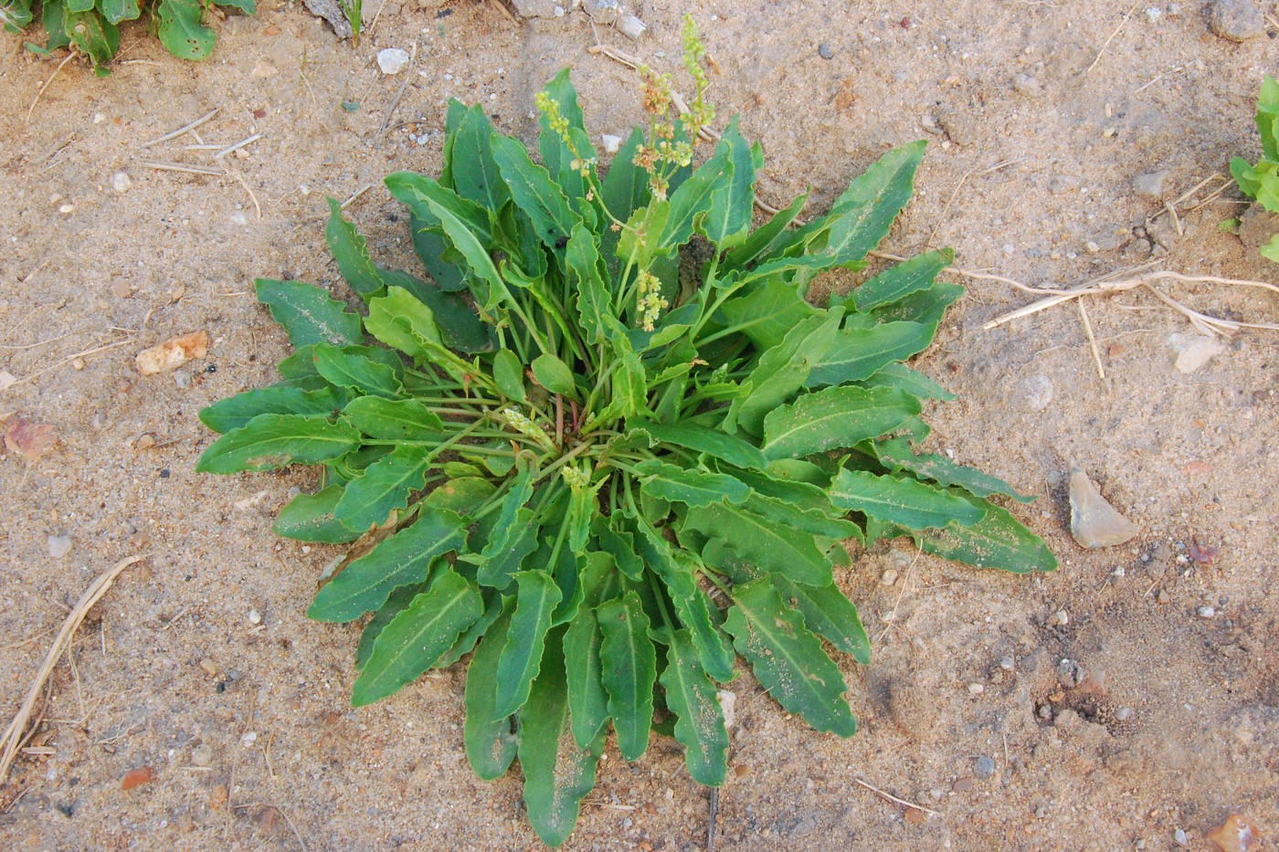 Image of Rumex thyrsiflorus specimen.