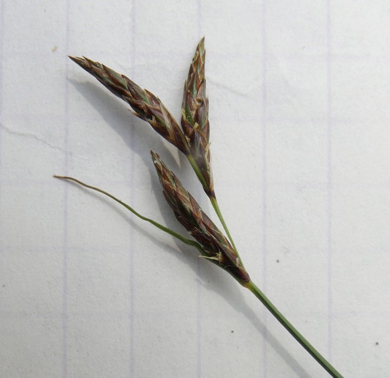 Image of Carex praecox specimen.