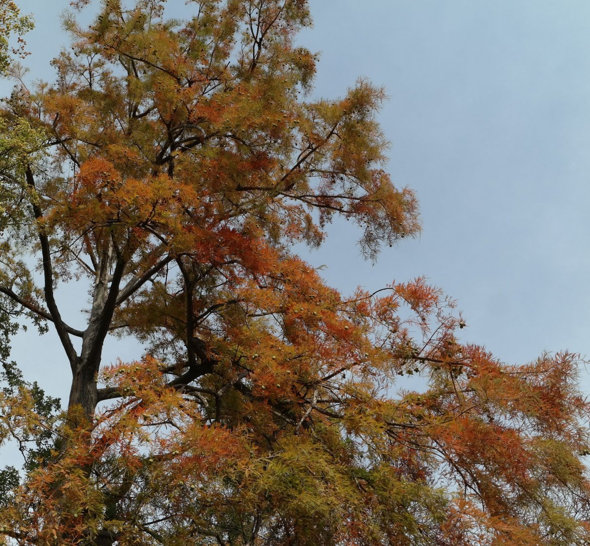 Image of Taxodium distichum specimen.