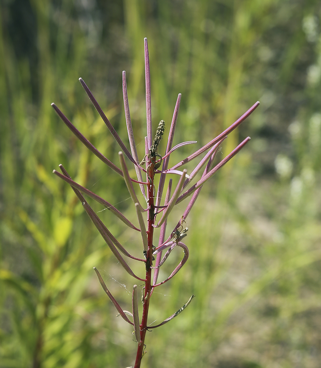 Image of Chamaenerion angustifolium specimen.