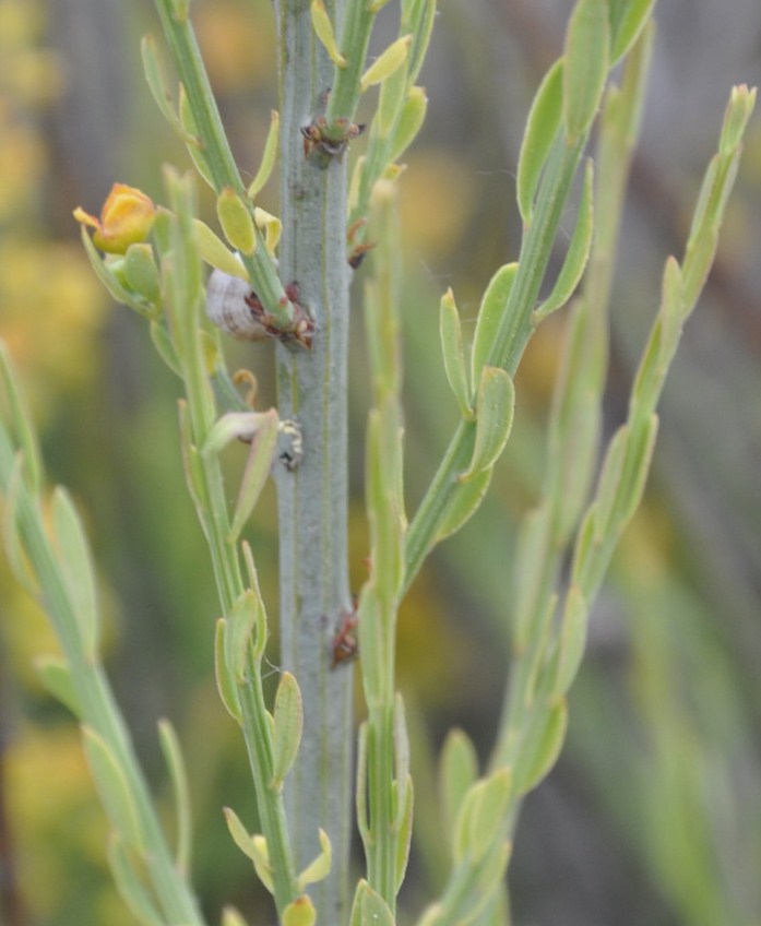 Image of Osyris alba specimen.