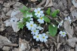 Primula vulgaris