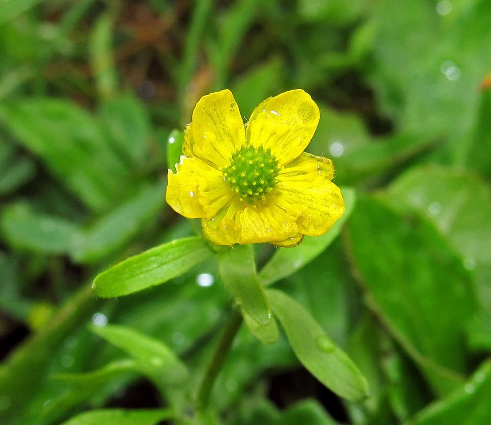 Image of Ranunculus eschscholtzii specimen.