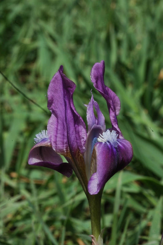 Image of Iris pumila specimen.