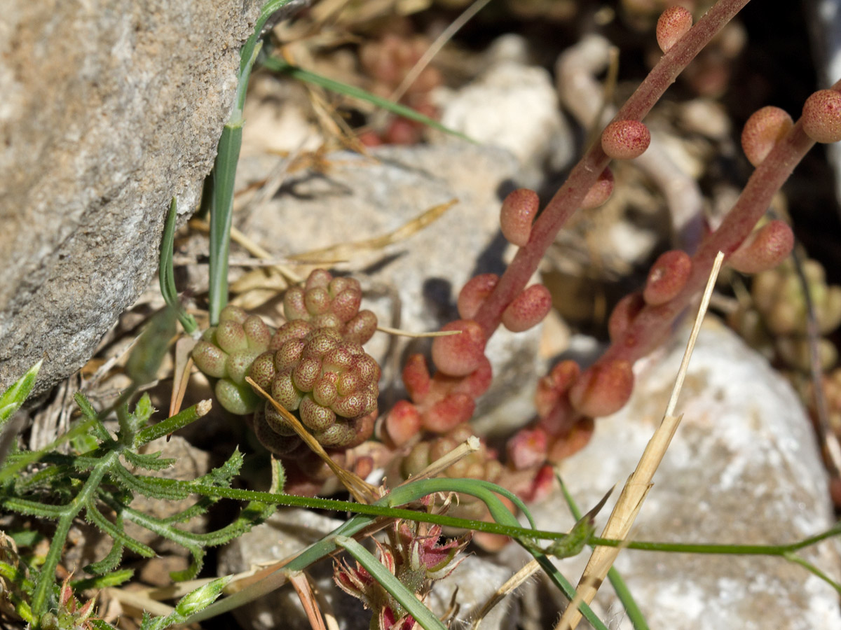 Изображение особи Sedum album.