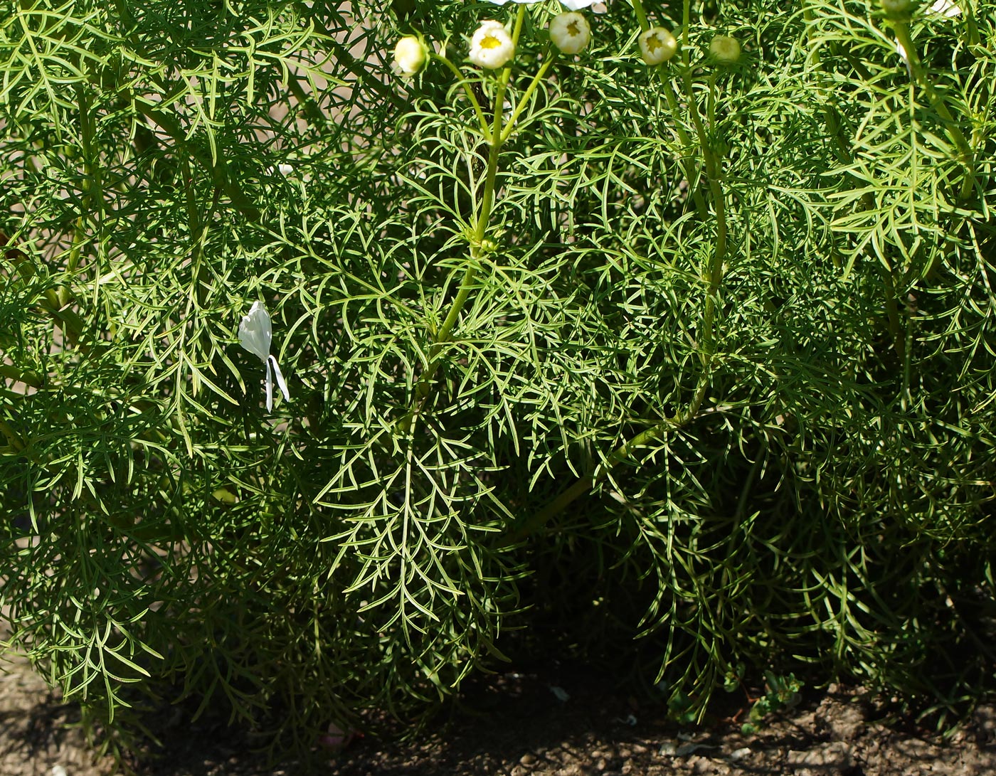 Image of Cosmos bipinnatus specimen.