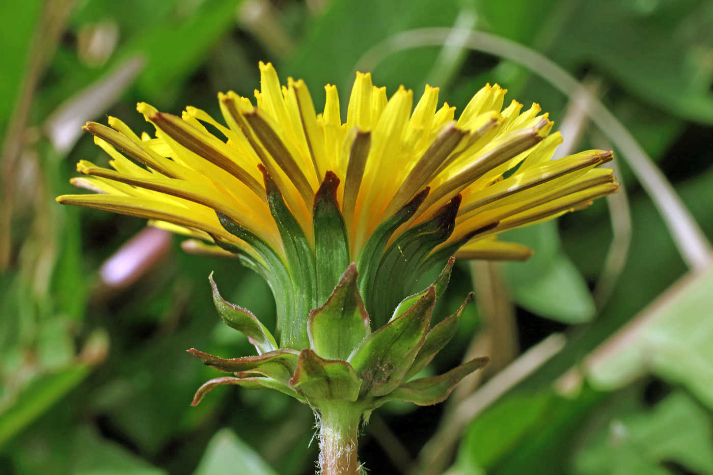 Image of Taraxacum macrochlamydeum specimen.